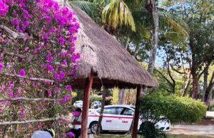 Crea la FPMC jardines de polinizadores para proteger a la mariposa monarca en Cozumel